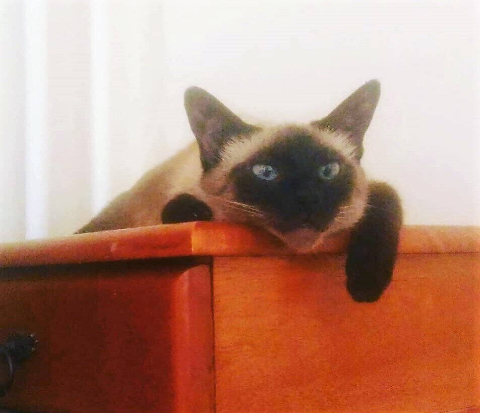 Кошки и фотографии авторские.