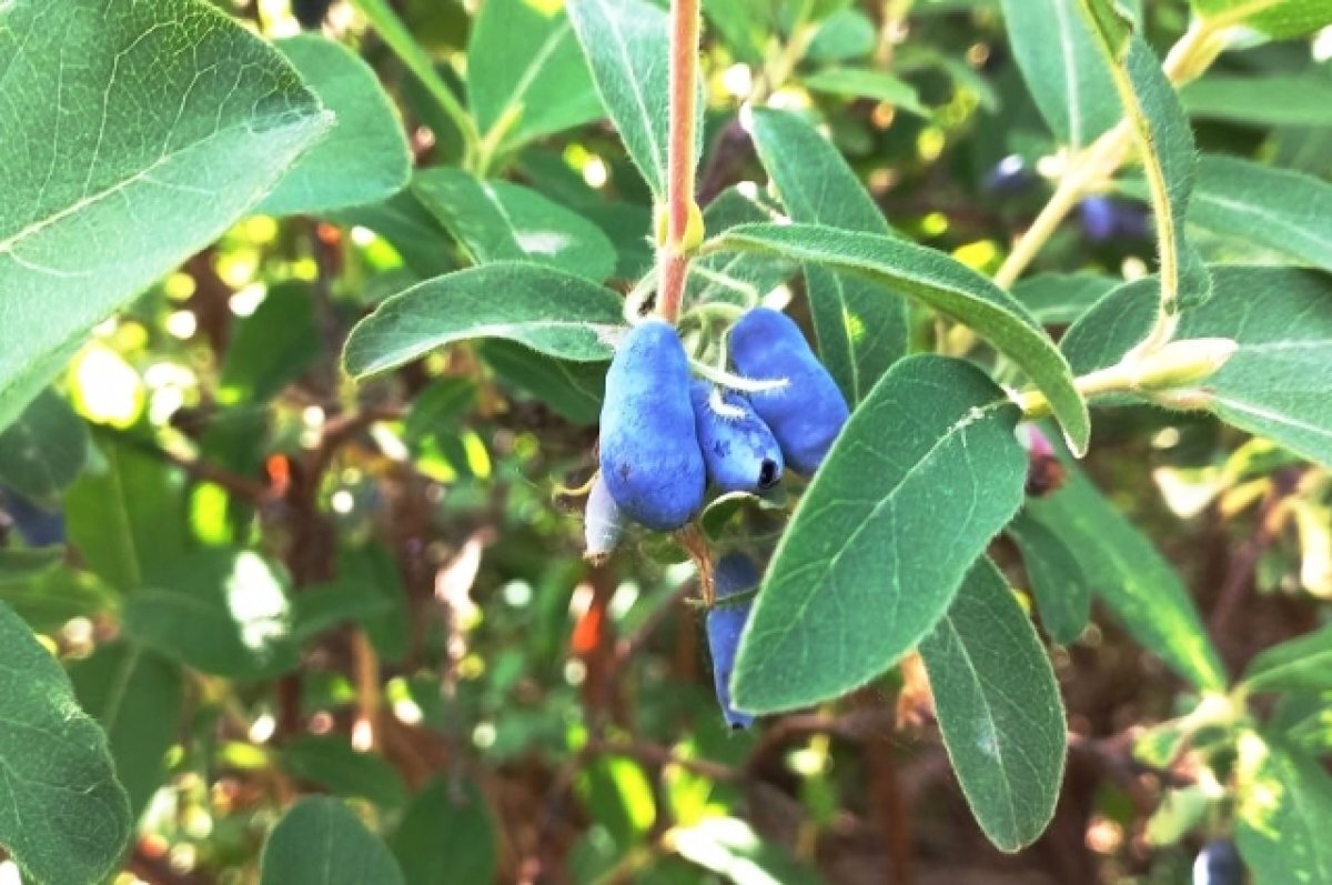    В Тюмени ночью 26 августа прогнозируют заморозки