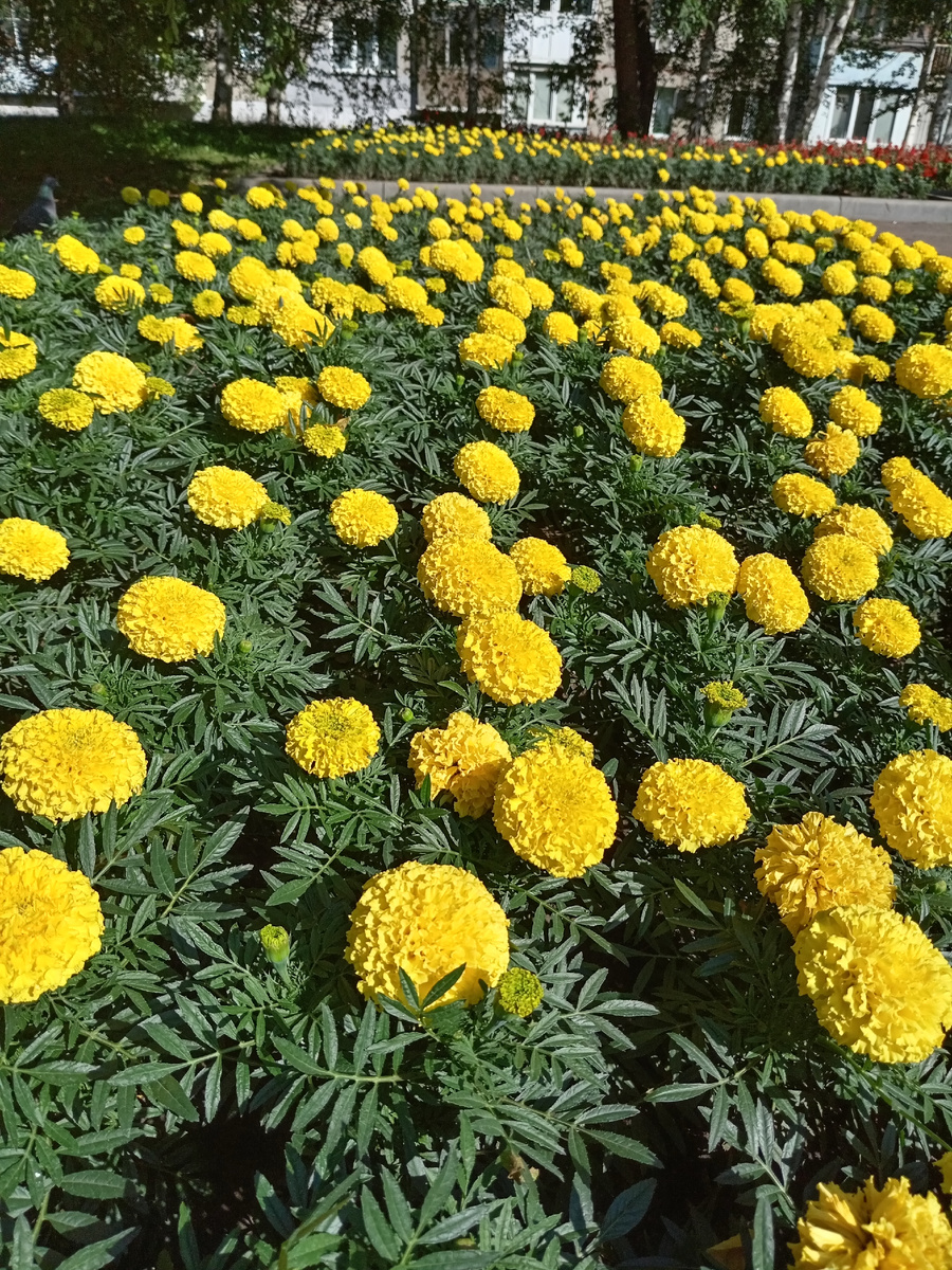 Вот такие клумбы, жёлтый актуальный в этом августе