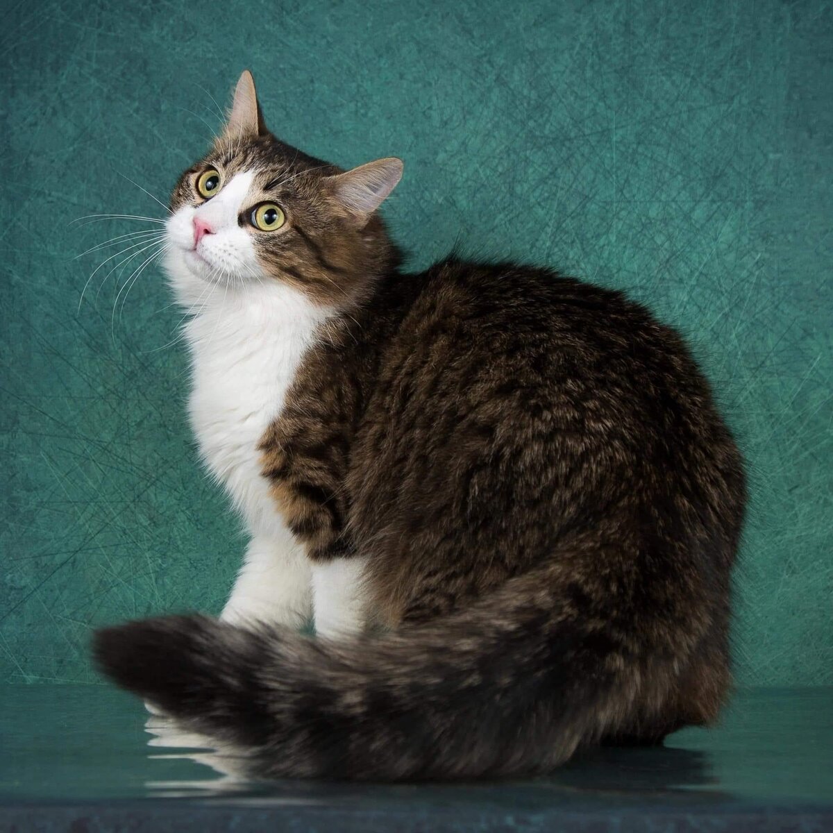 Кот пух. Котик пух. Кот пухен