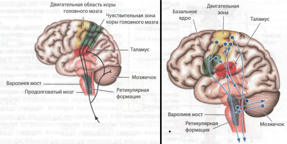 Центр алалии. Мозг при аутизме. Активизация мозга. Картинки поражение участков головного мозга при моторной алалии. Состояние мелкой моторики при алалии.