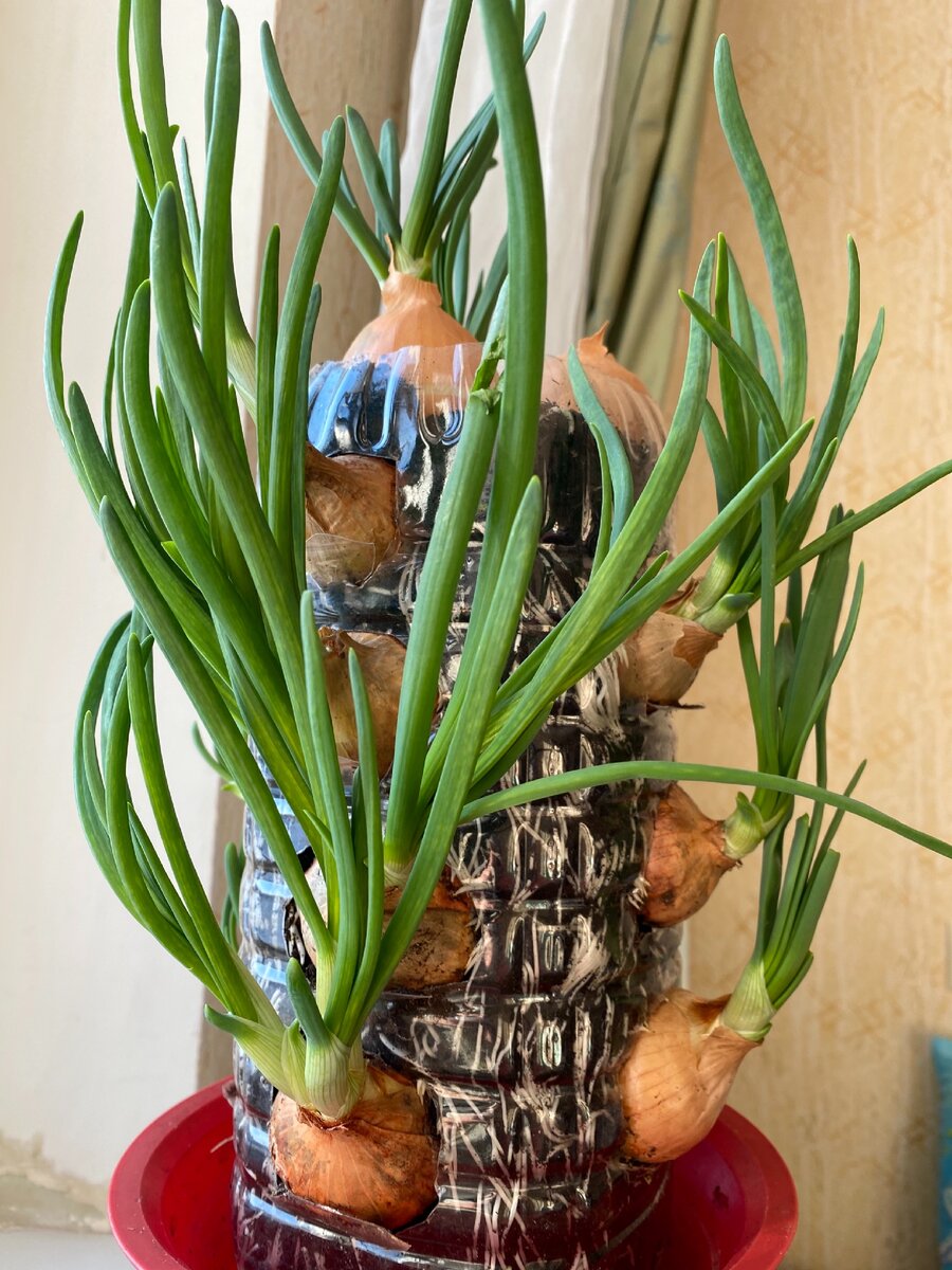 Красота-вкуснота