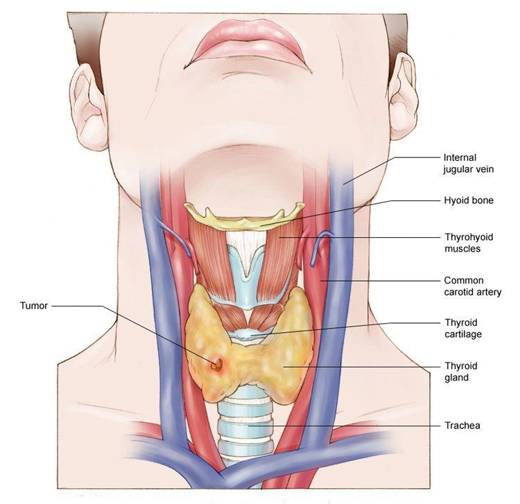 Где расположена щитовидная железа у человека картинка