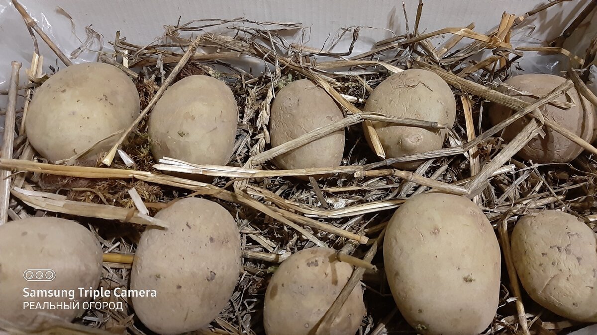 Проращивание клубней картофеля в соломе. Фото автора.