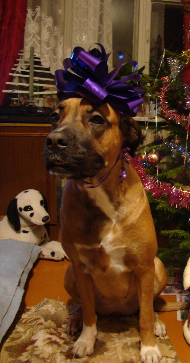 Ну просто глаз не отвести, Бэсси-красотка. Фото автора