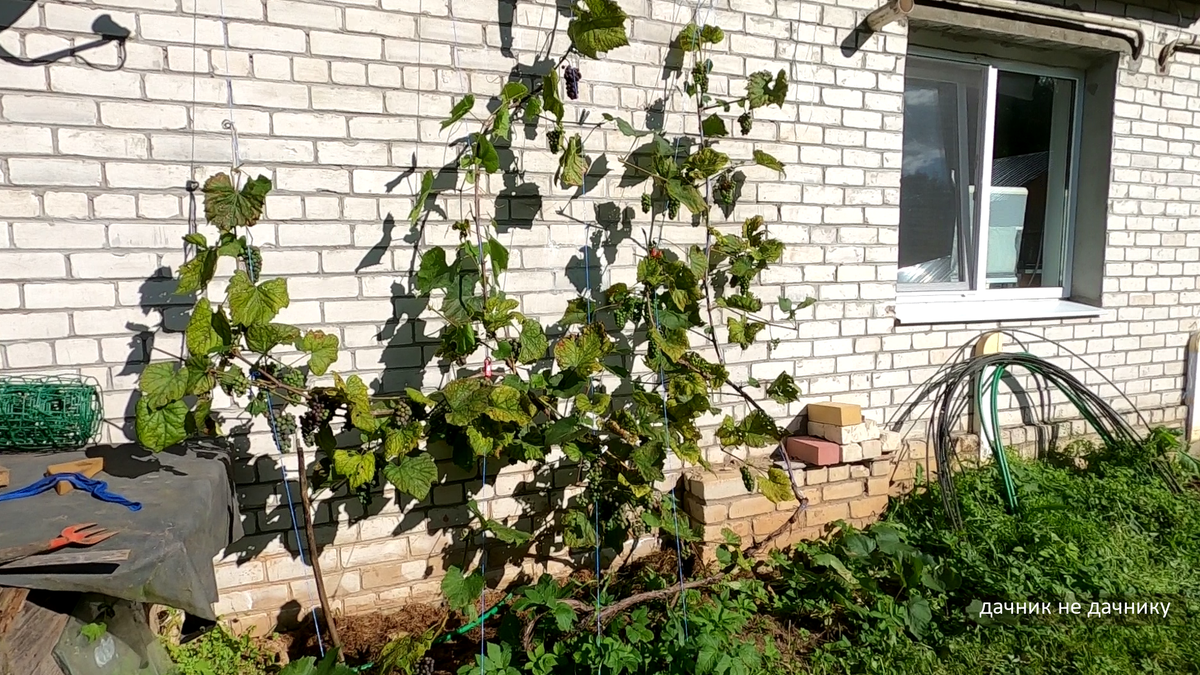 Виноград ближе к осени