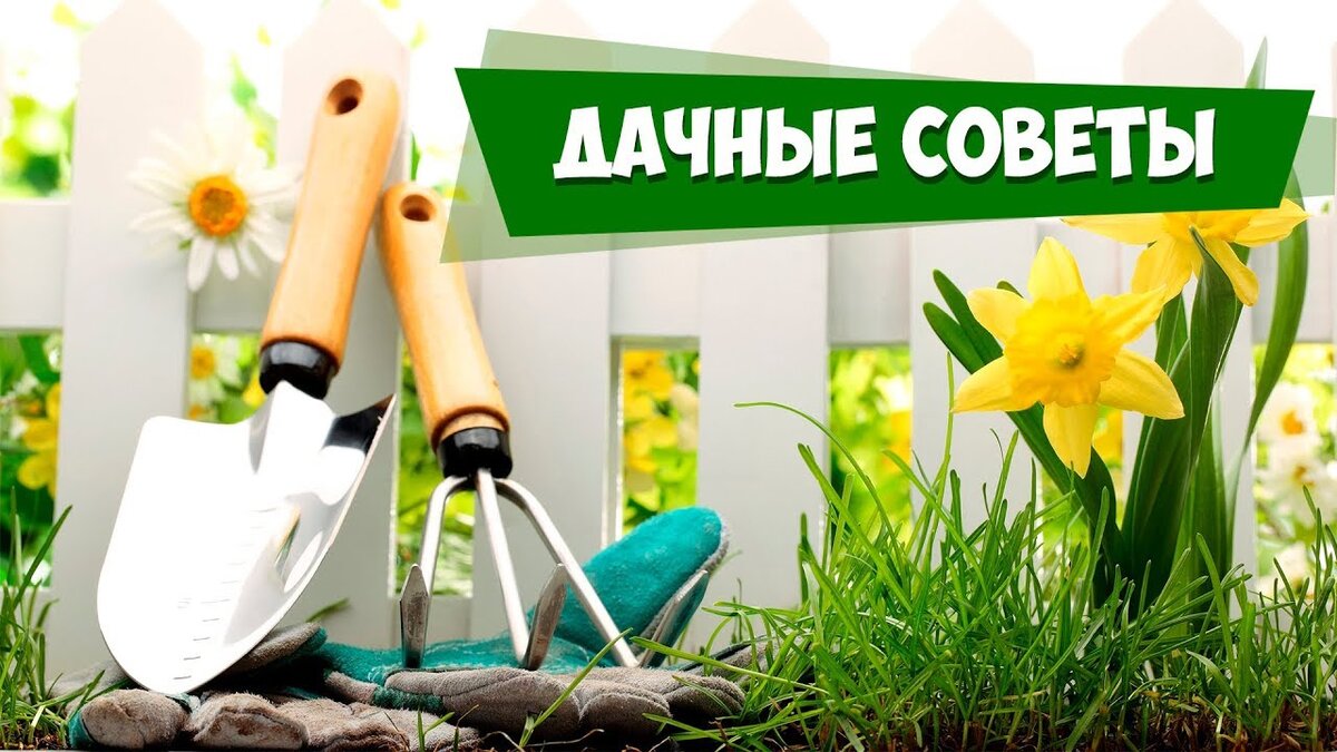 Дачные советы картинки