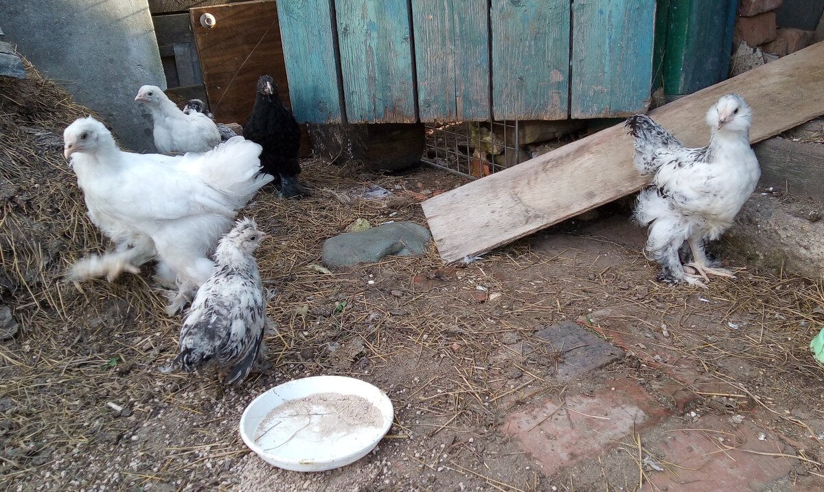 Видно, что он сильно отстает от других птенцов. 