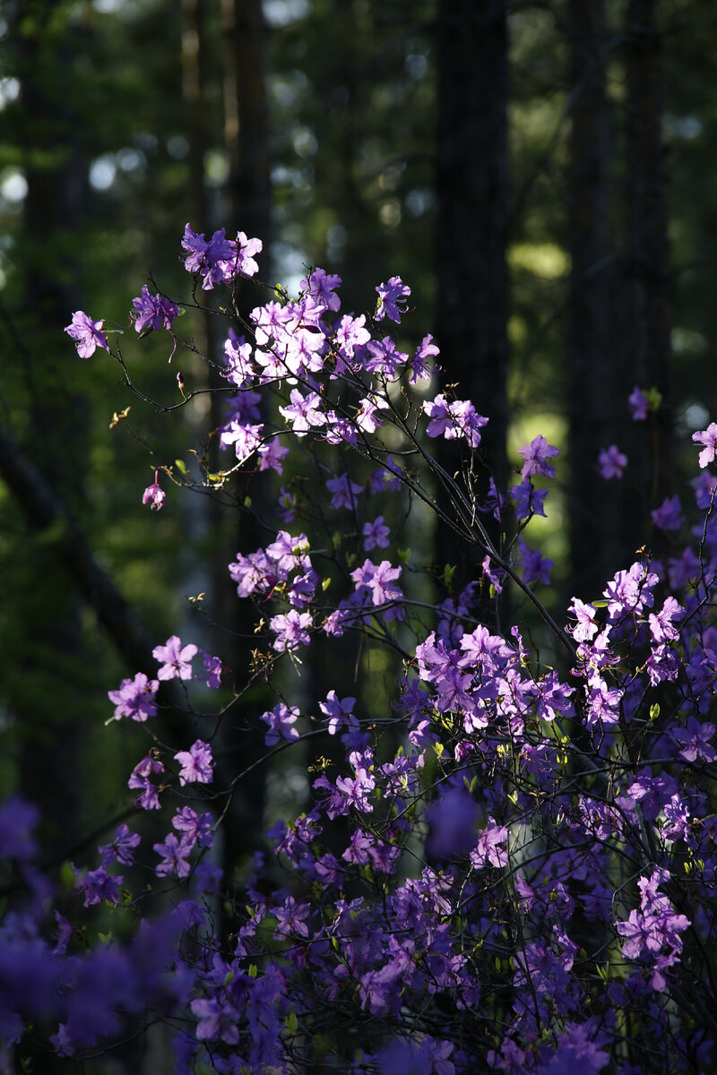 Багульник (рододендрон даурский). 
