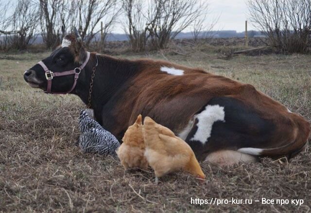 Животный белок в кормлении кур несушек и цыплят – что и сколько давать по норме