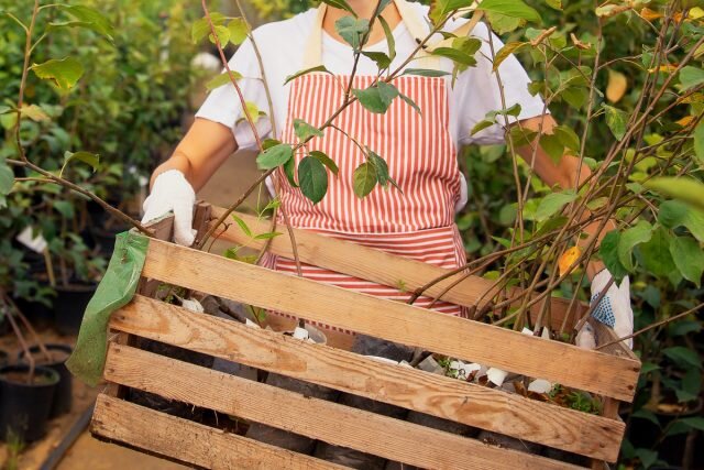 12 вопросов, которые выведут недобросовестного продавца саженцев на чистую воду 
