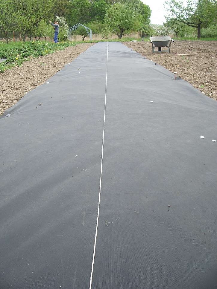 Для получения максимального урожая рекомендуем использовать черный нетканый материал (Источник: Людмила Душкова)
В холодную погоду растения защищают пленкой (Источник: Людмила Душкова)
