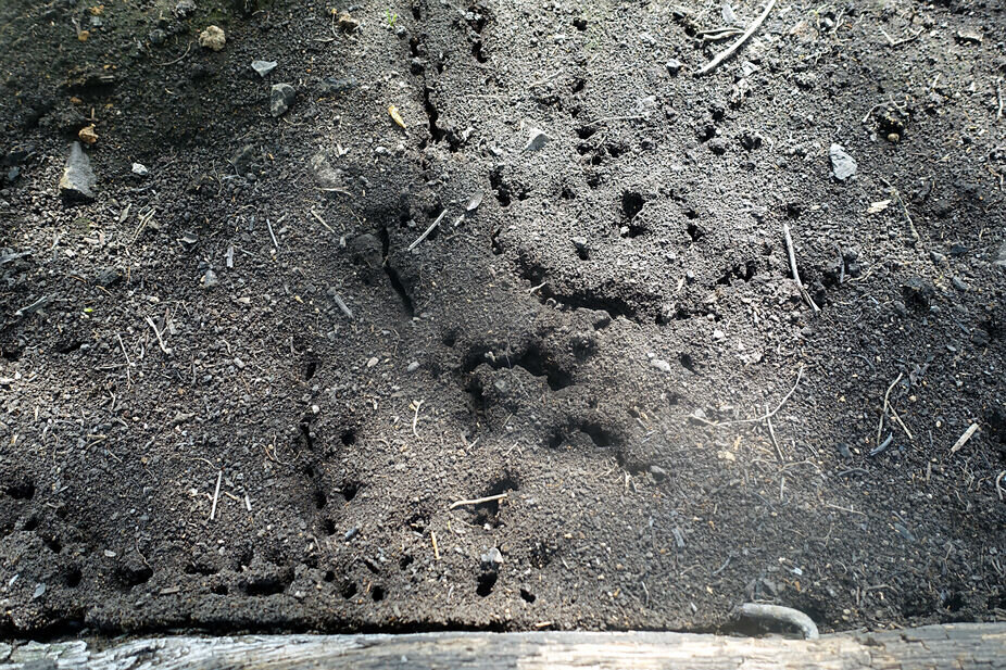 Муравьиные норы на тепличной грядке