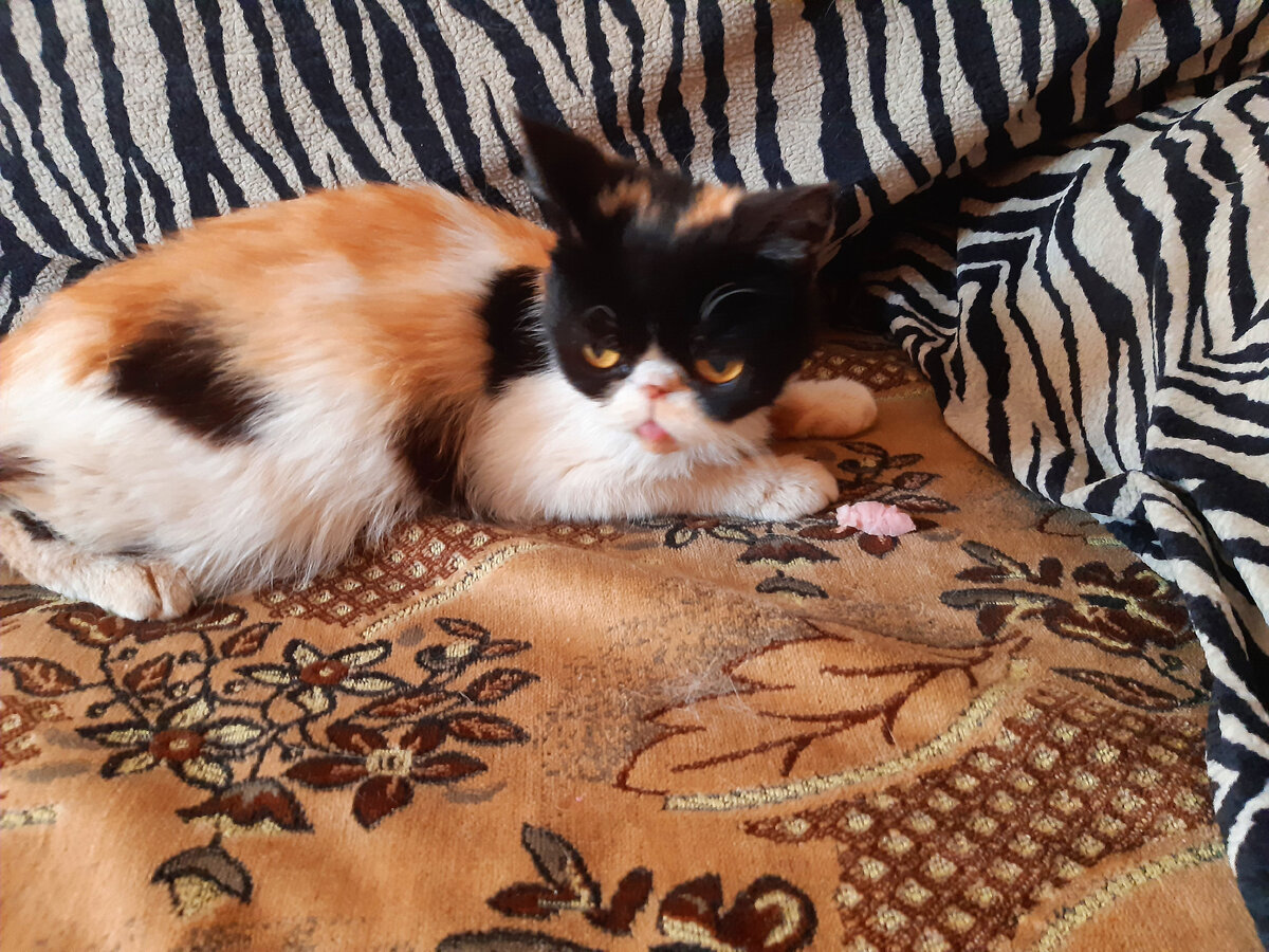 Наш найденыш, кошечка, уже у нас дома(фото автора)