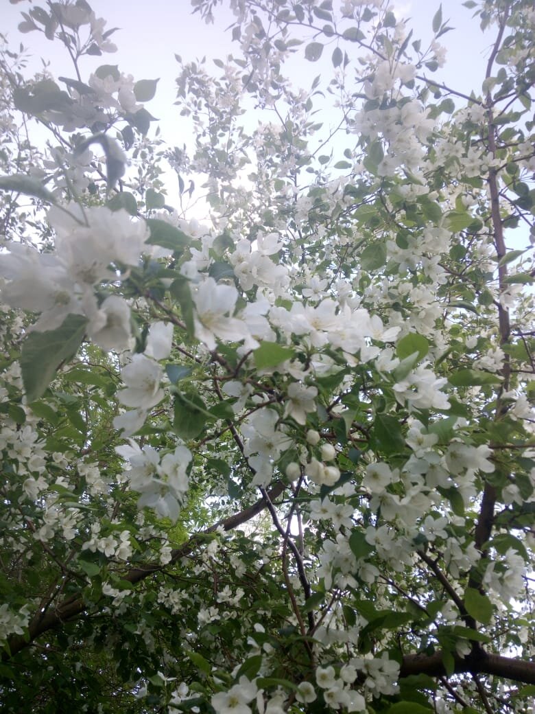 Май прекрасен природы  цветением..