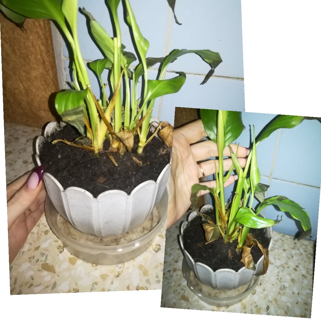 тяжелый грунт без дренажа, частый полив и высокая температура сделали своё дело