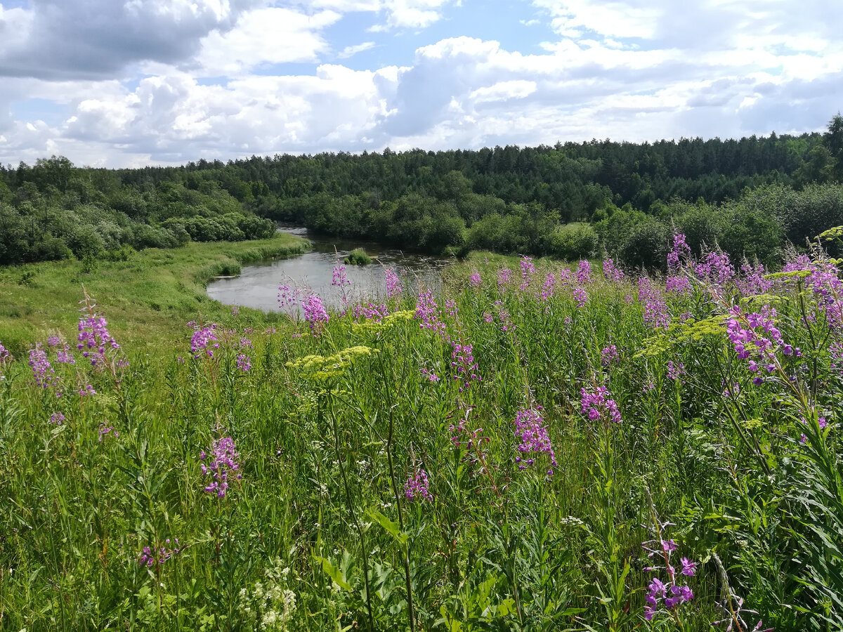 Так растёт Иван-чай.