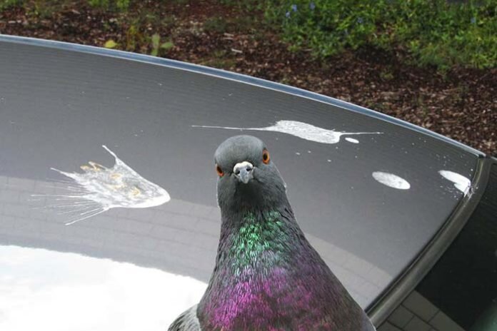 взято из яндекс картинки