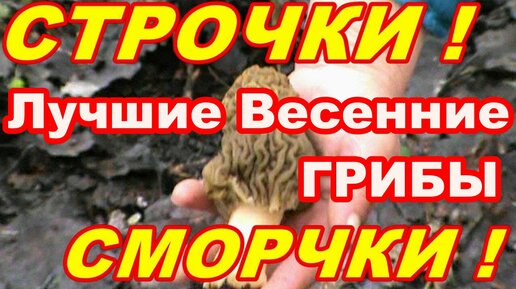 Лучшие Весенние ГРИБЫ СМОРЧКИ СТРОЧКИ ! ГДЕ СОБИРАТЬ ! КАК ПРИГОТОВИТЬ !