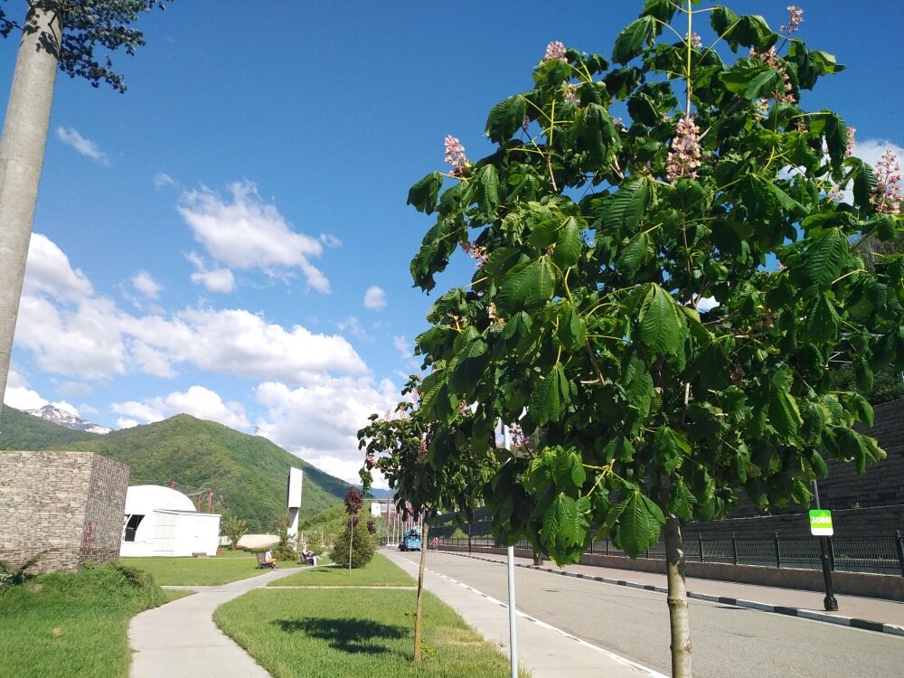 В Эстосадоке в конце мая цветут розовые каштаны. Сказка! 