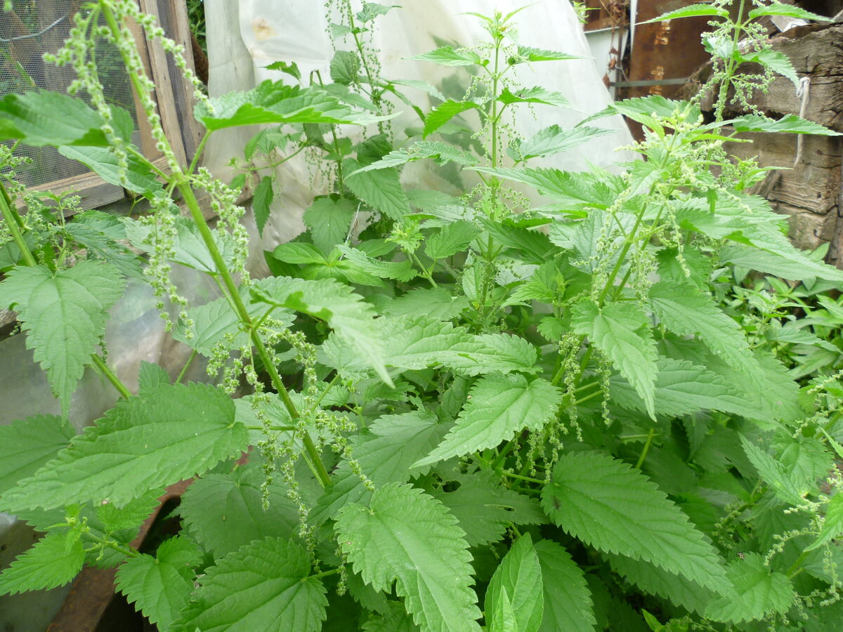 наша крапива между старым сажком и теплицей.