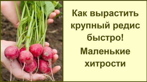 Выращиваю редис только так: маленькая хитрость для быстрого и богатого урожая редиса!