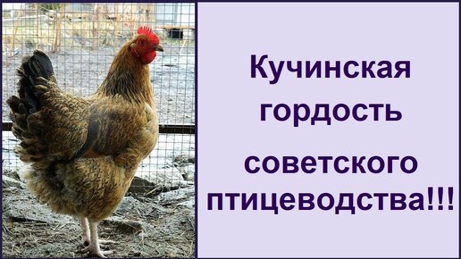 Кучинская порода кур - юбилейная 🐔 мясояичная несушка  🐔 Характеристика породы кур