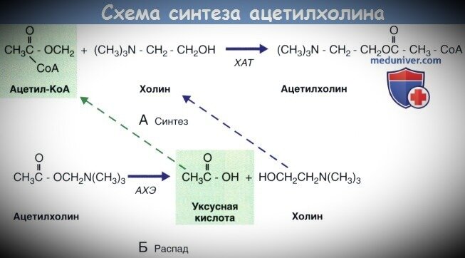 Спёрла для вас схему синтеза и распада ацетилхолина с сайта https://meduniver.com. Надеюсь они не очень расстроятся.