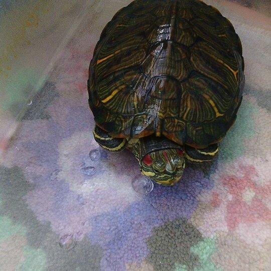 Наша зелёная красавица!