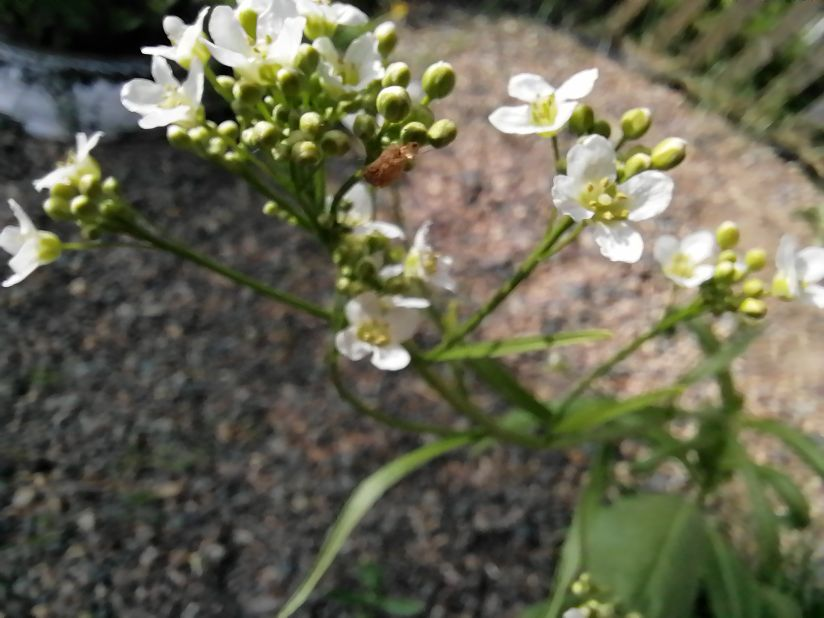 Цветы хрена, фото автора