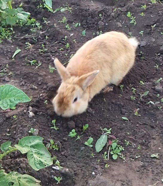 О, Дух морковной грядки!