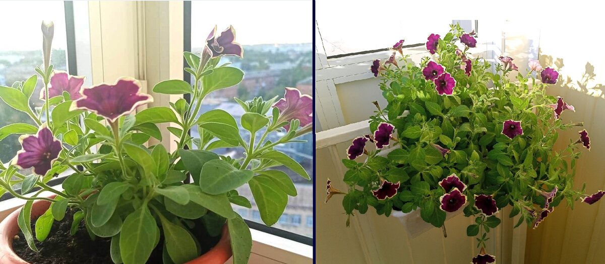 Черенок Cascadias Rim Magenta был взят во второй половине июня. Динамика куста через месяц и два месяца после укоренения. Фотография Цветы вокруг нас