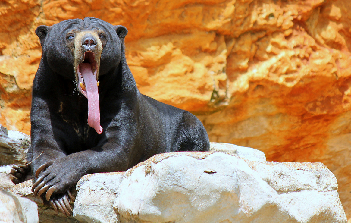 Sun bear. Малайский медведь бируанг. Солнечный медведь бируанг. Малазийский медведь или бируанг. Малайский медведь бируанг и человек.