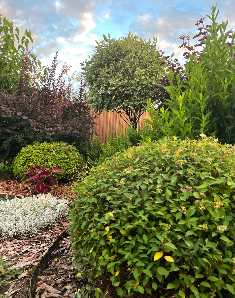 Мой самый первый цветник-композиция.