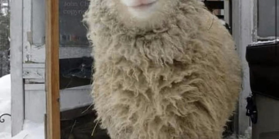 Как мы с сестрой общались с мошенниками