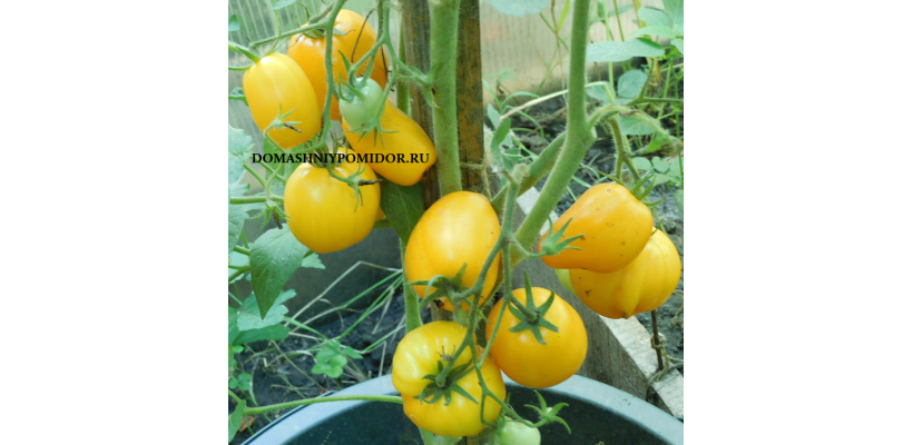 Из Интернета. Гном Банановые пальчики