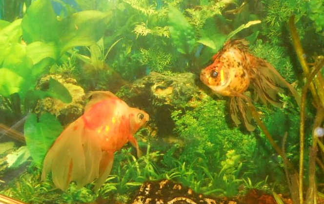 Любимые животные