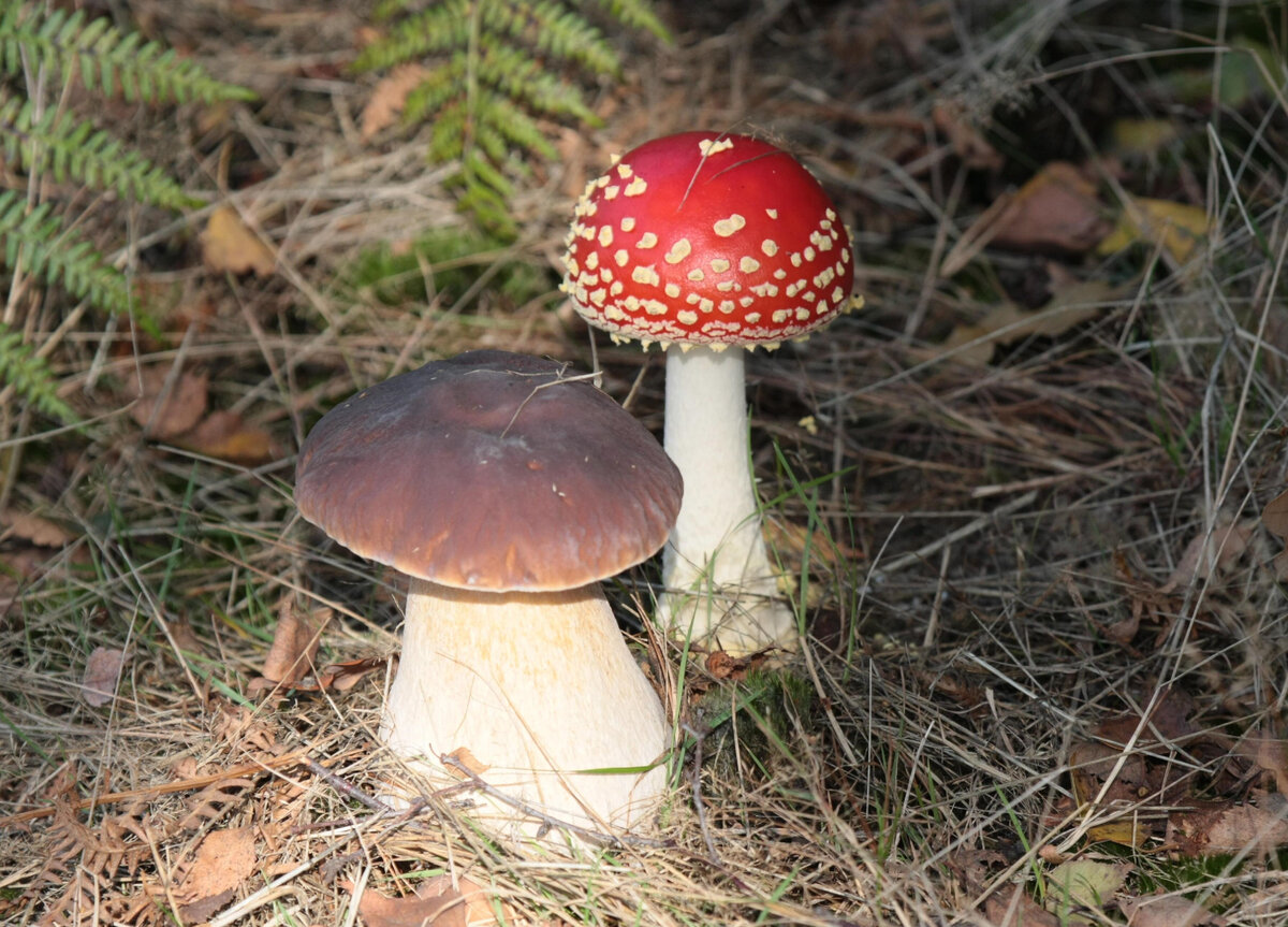 Видишь мухомор - ищи белый!
Источник фото: https://s.poembook.ru/theme/79/ed/f5/03e20e106c7fbadbd258381eaea5a403ca7e9c20.jpeg