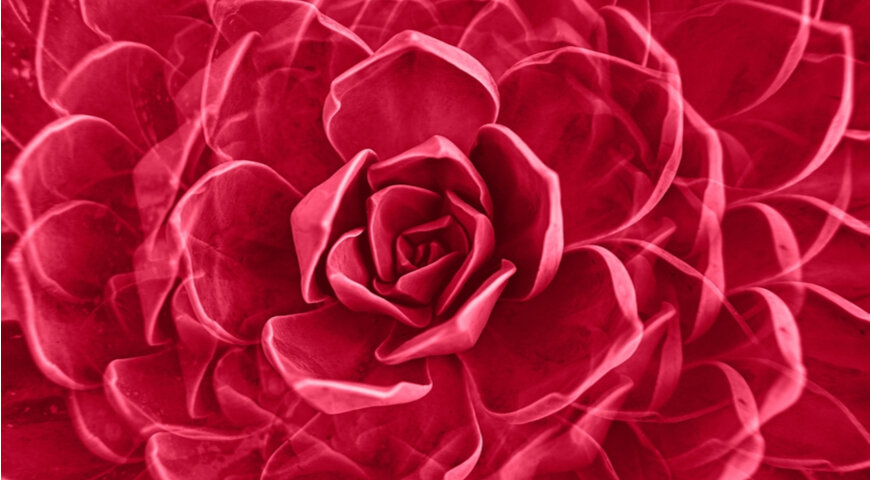 Модный в 2023 году цвет Viva Magenta