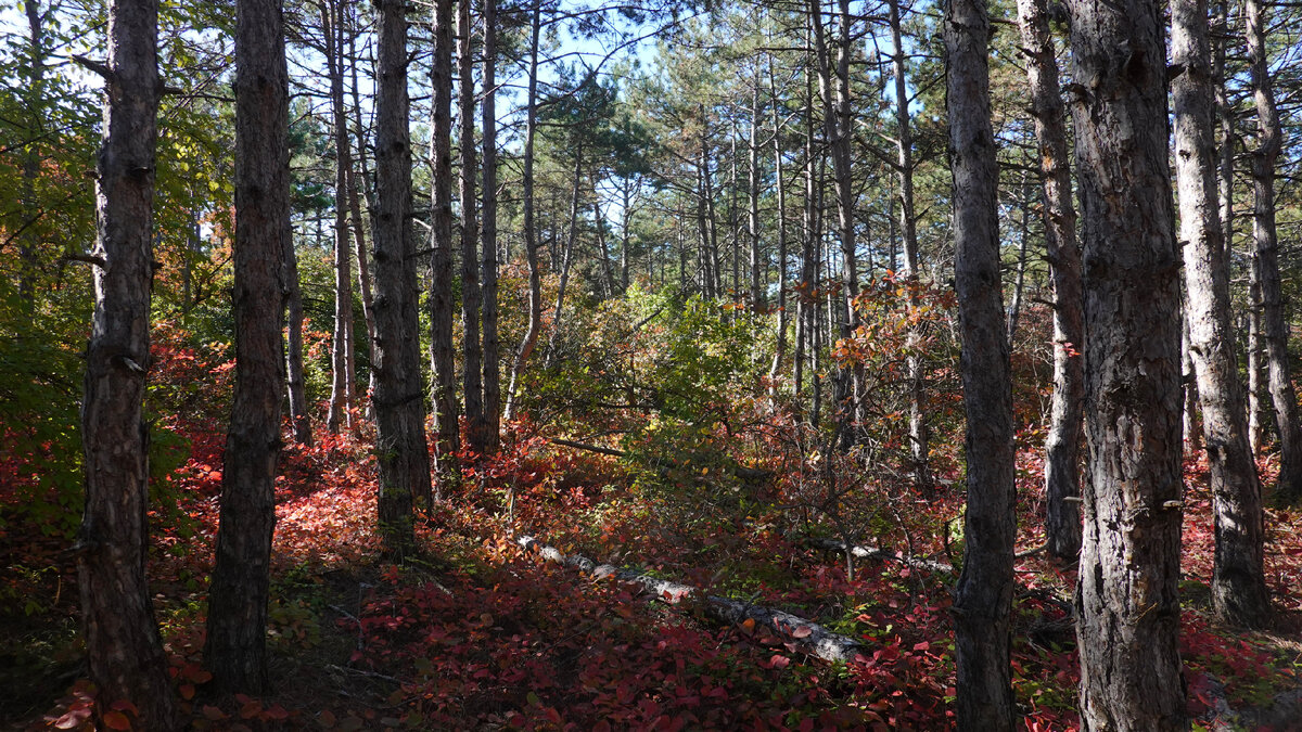 У Президентской дороги