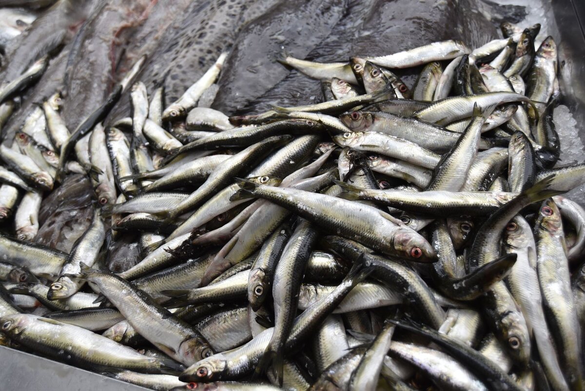 Фото Сергея Ещенко