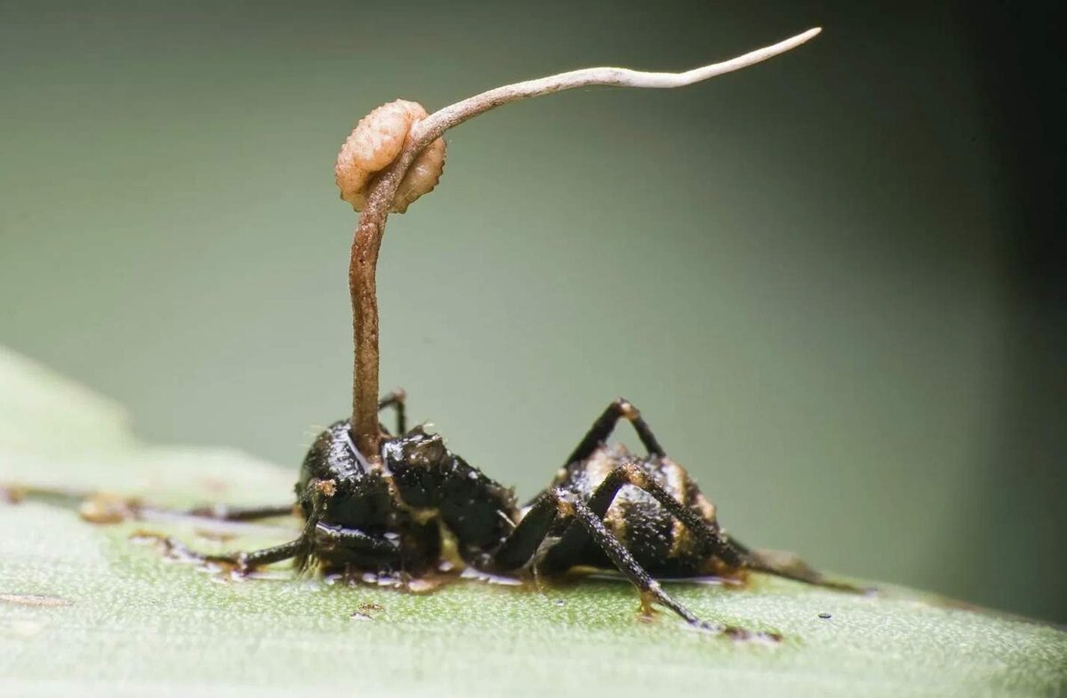 Кордицепс делает из жертвы настоящего зомби. (Изображение взято из публичного источника.)