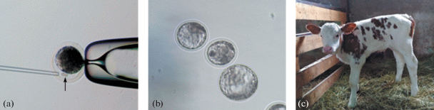 Перенос фибробластов (показаны стрелкой) в пространство между оболочкой яйцеклетки и самой яйцеклеткой, из которой удалили ядро (а), клонированные эмбрионы, используемые для трансплантации животным-реципиентам для вынашивания (b) и клонированный телёнок (c). Фото: Singina G. N., et al. Dokl Biochem Biophys 496, 48–51 (2021).