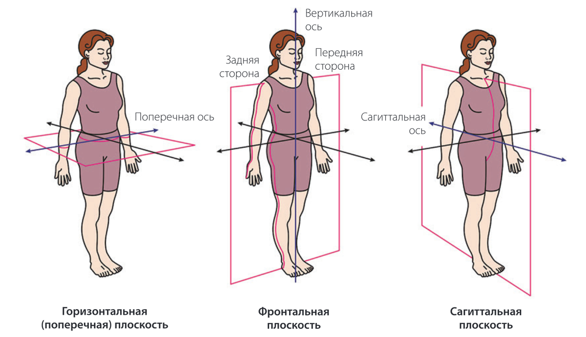 Плоскости и оси в анатомии. Движение в суставах. | Кристина Дмитриевна ...