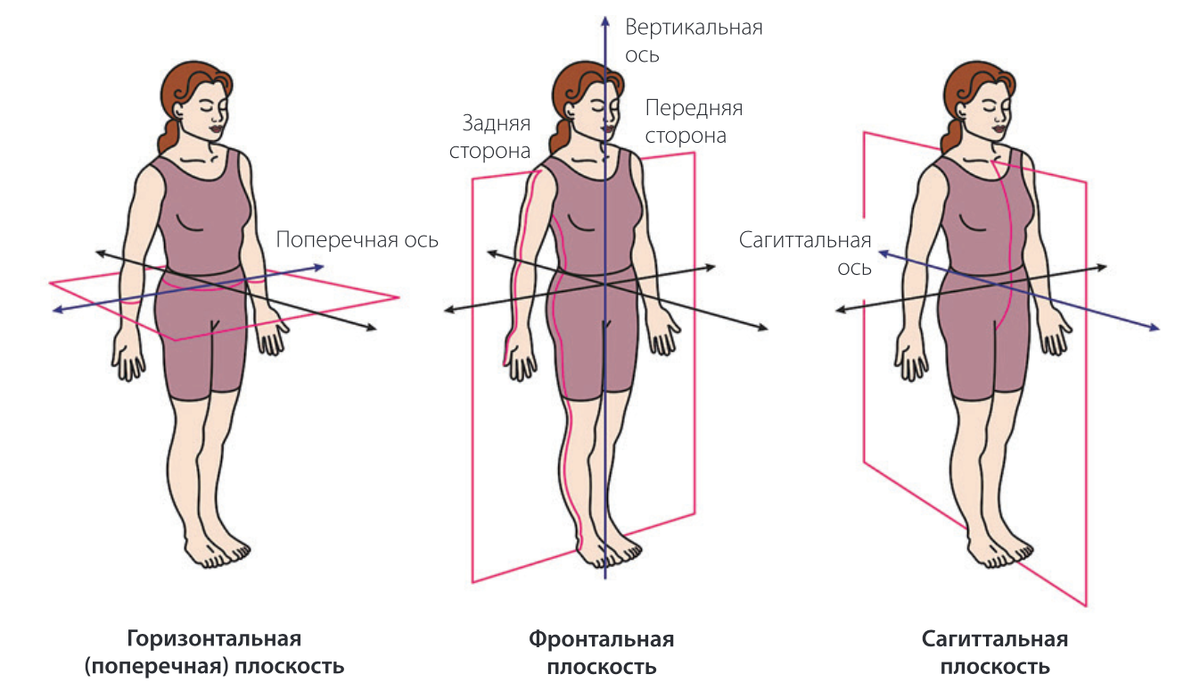 При описании движений тела используют систему из трех перпендикулярных друг другу осей и трех проходящих через них плоскостей. 
- Что такое перпендикуляр?