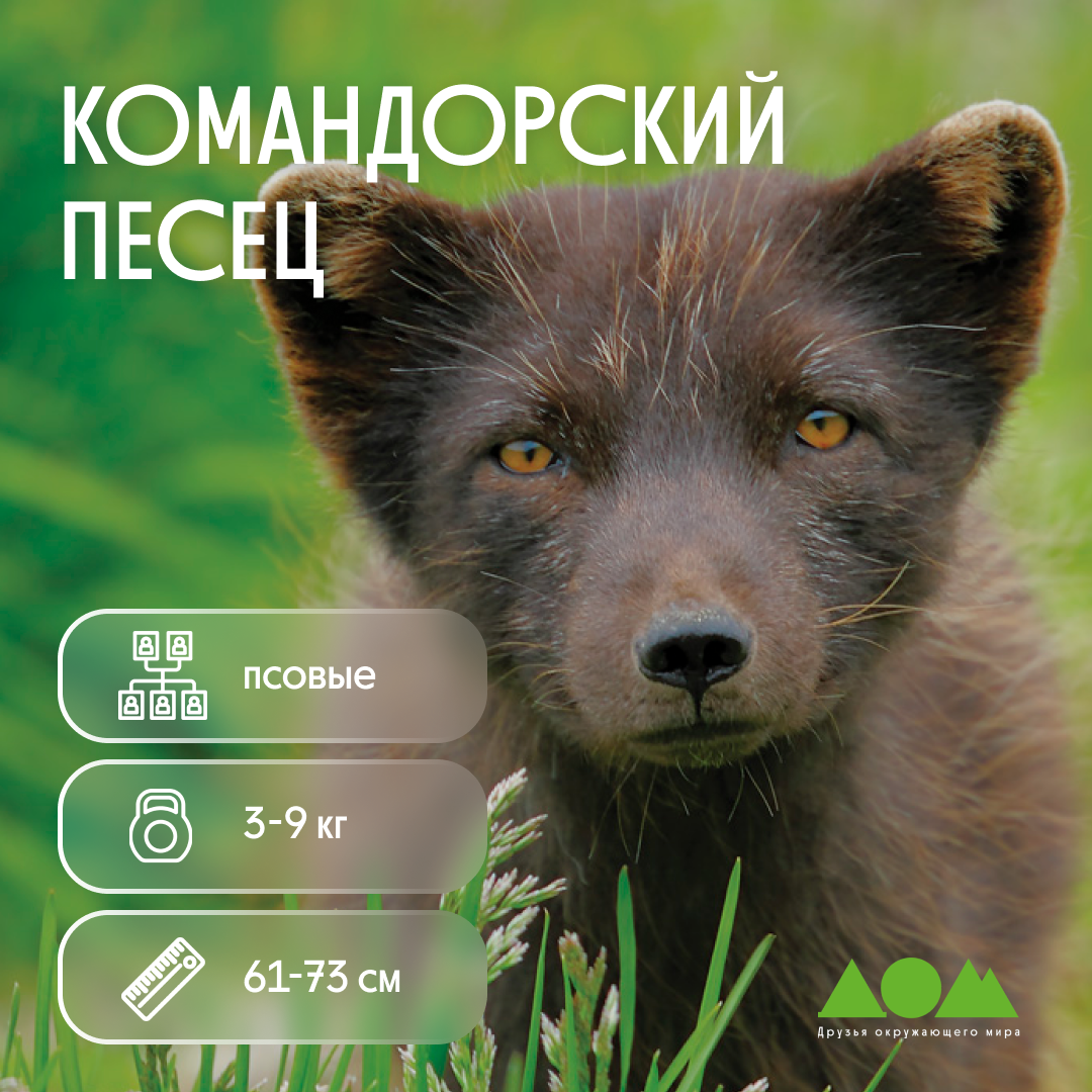 Песцы книга. Медновский песец. Командорский песец. Медновский голубой песец. Командорский, или Медновский, голубой песец.