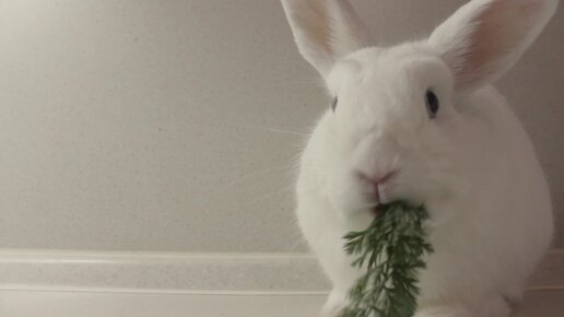 Милый кролик кушает морковку 🌿