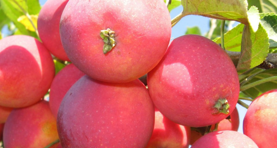 РАНЕТ ЖЕБРОВСКОГО