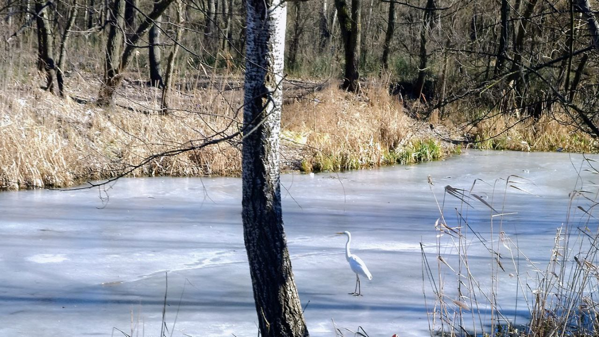 Стихи про цаплю — Стихи, картинки и любовь