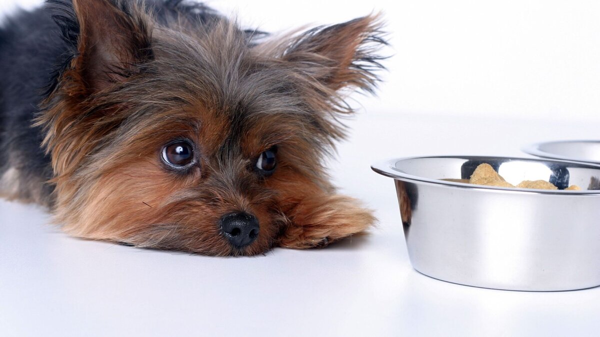 Что делать если собака не ест сухой корм а просит еду со стола